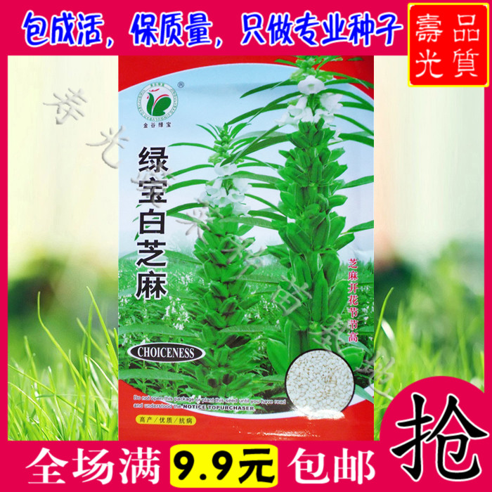 寿光蔬菜种子 绿宝白芝麻种子 高产滋补保健食材 养生补血 保健菜