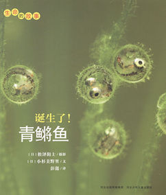 正品[鳉鱼]红鳉鱼评测 黄金鳉鱼寿命图片