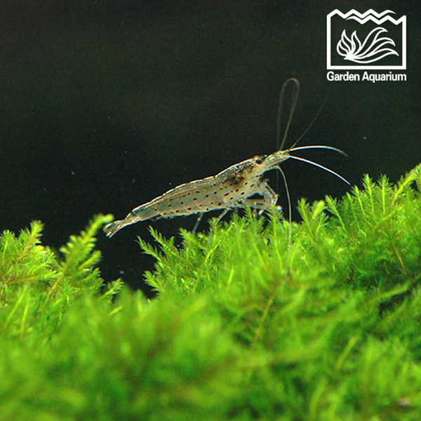 热销水族 百草园水族馆 10只 大和藻虾组合 强