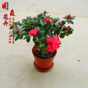 正品[映山红苗]映山红原唱评测 图片_惠惠购物