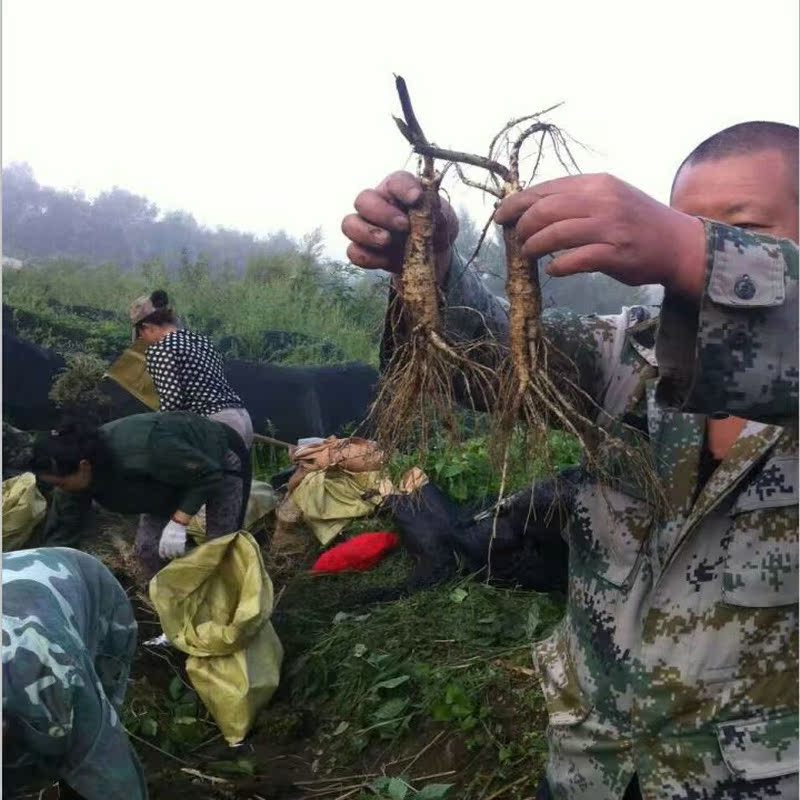 池宝带土鲜参人参1支现挖现卖白参生晒参东北特产泡酒料3日内现挖