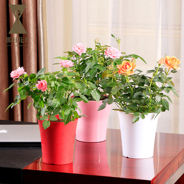 热销绿植 迷你玫瑰微型花苗月季红橙粉色玫瑰绿植物小花卉带盆栽好绿植盆栽_易购客_易购街