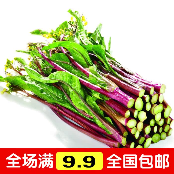 红菜苔种子 阳台蔬菜种子 金品十月红菜苔 补血益肾 提神健胃