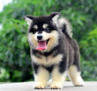 出售纯种阿拉斯加幼犬/巨型阿拉斯加雪橇犬/疫苗驱虫都已做2