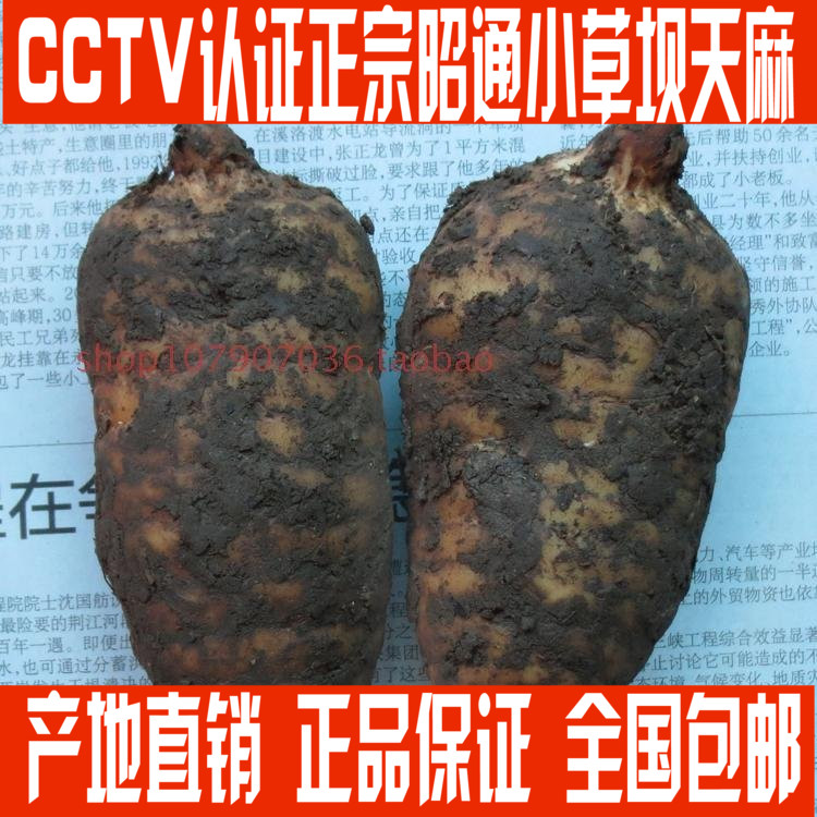 2016云南昭通小草坝新鲜天麻特级野生新鲜天麻真空包装保鲜长包邮