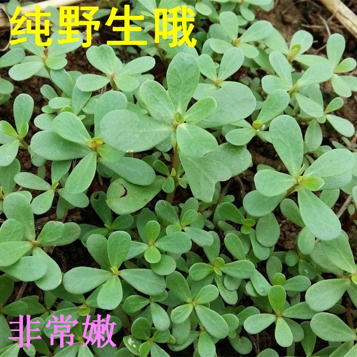 现摘新鲜 纯野生马齿苋 马齿菜长寿菜五行草绿色