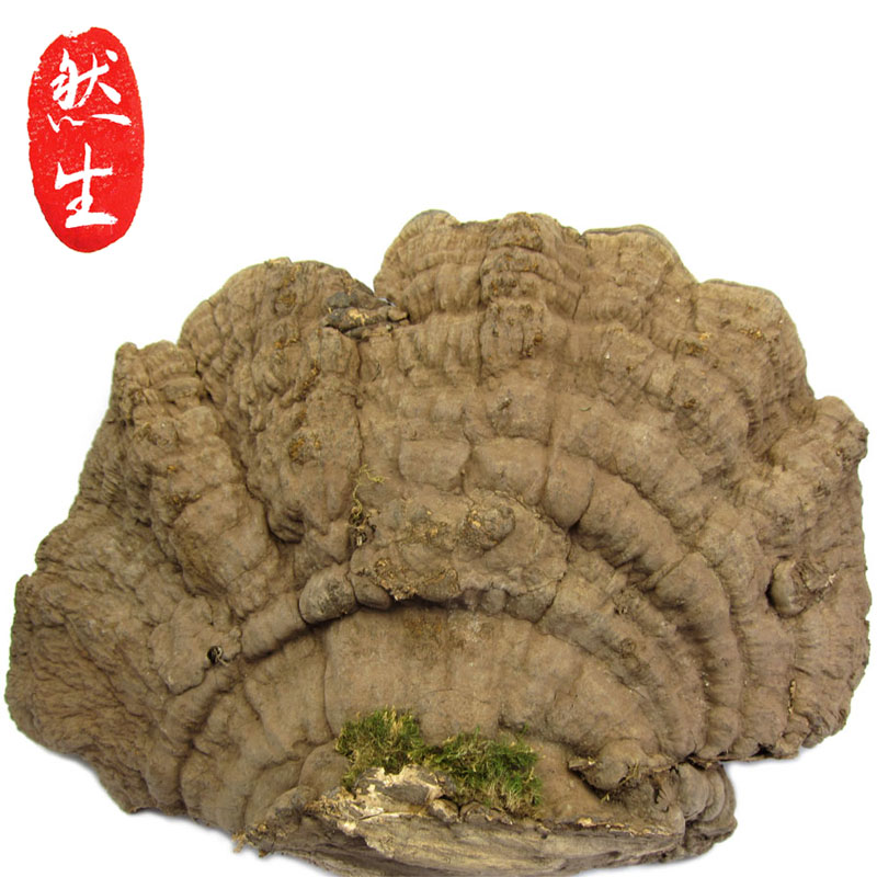 然生 云南野生平盖灵芝树舌灵芝可切灵芝片含孢子粉野生灵芝250g