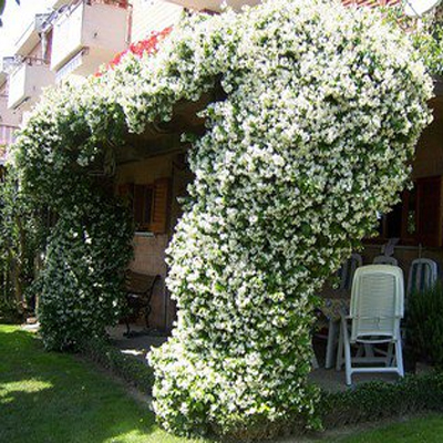 正品[络石盆景]络石盆景图片评测 络石盆景修剪