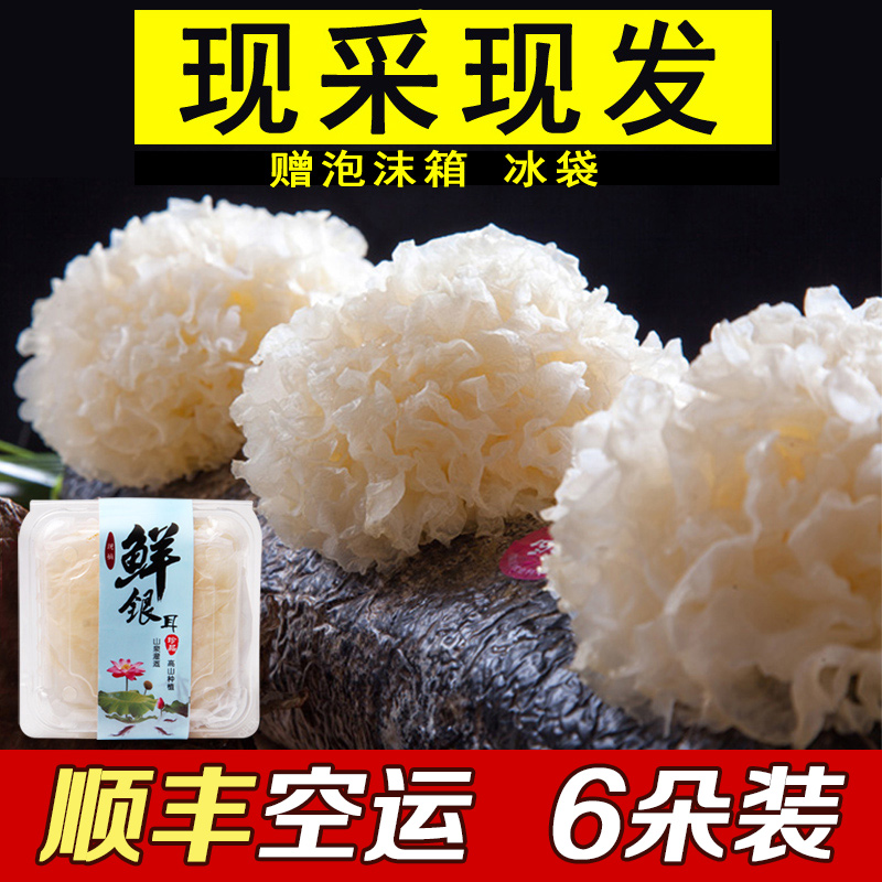 古松 古田新鲜银耳包邮新鲜白木耳鲜活银耳雪耳活耳6朵装顺丰空运