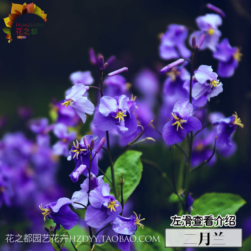 正品[观月亚希]星野亚希评测 友崎亚希影音先锋