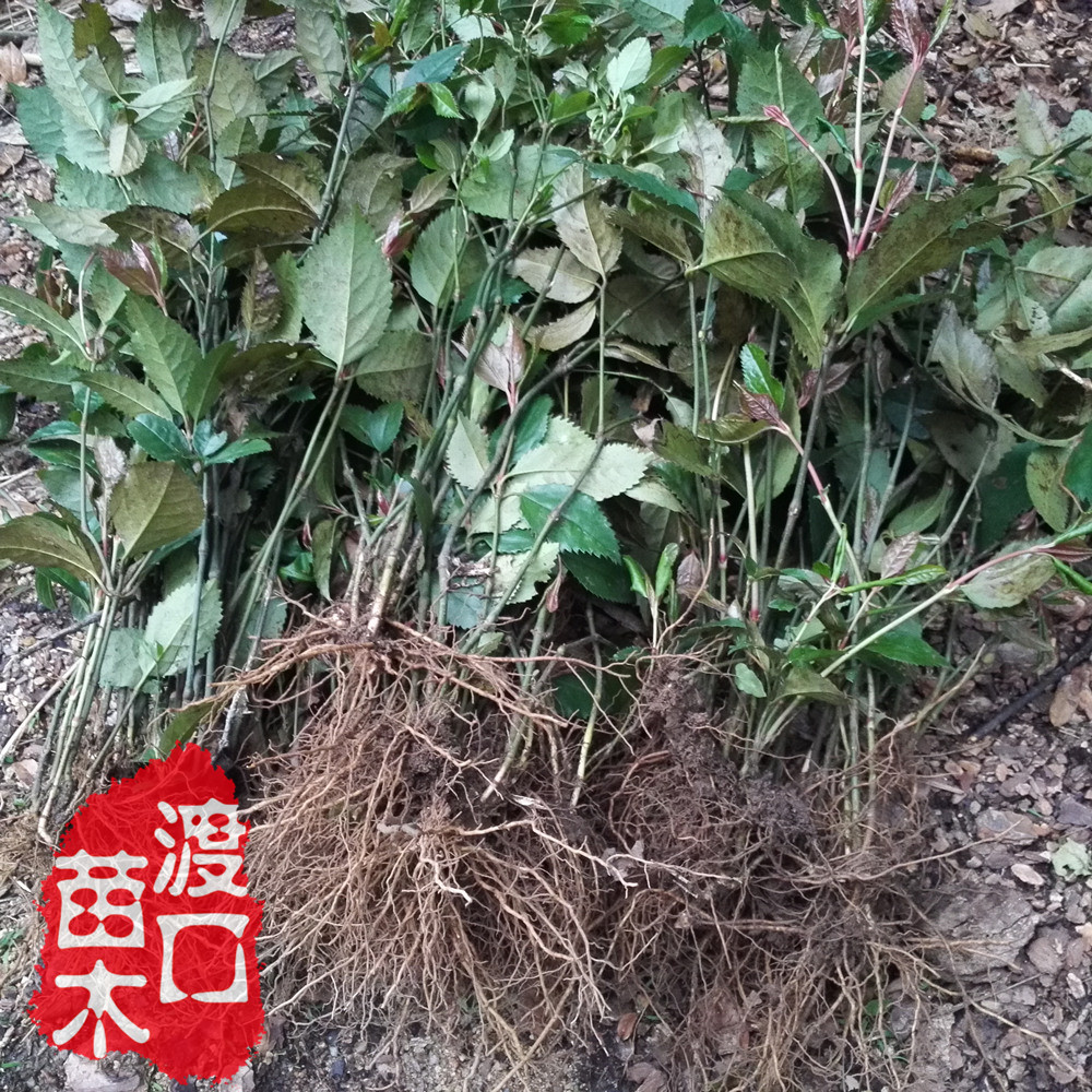 野生草珊瑚苗或种子 满山香观音茶九节花接骨木 迷你盆栽常绿植物