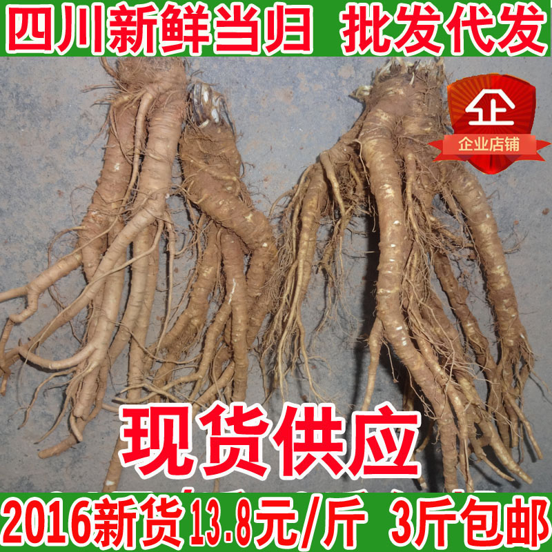 新鲜当归 鲜当归 纯露 四川 未熏蒸 现挖现卖3斤包邮
