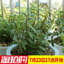 正宗霍山铁皮石斛苗4年鲜条20株室内石斛兰花非米斛枫斗 七宝堂
