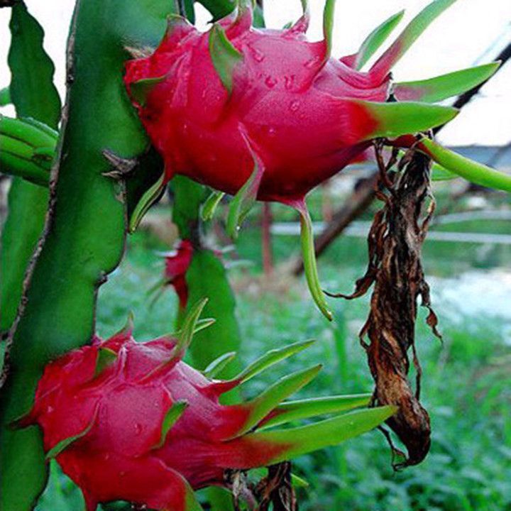 果树苗盆栽种植红心火龙果苗火龙果种苗当年结