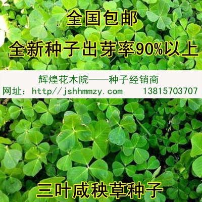 三叶咸秧草种子 金花菜 草头种子 生煸草头 母鸡头种子 包邮