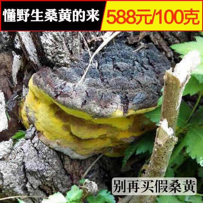 千德 良心桑黄西藏野生桑黄长在桑树上的金边桑黄灵芝顺丰包邮