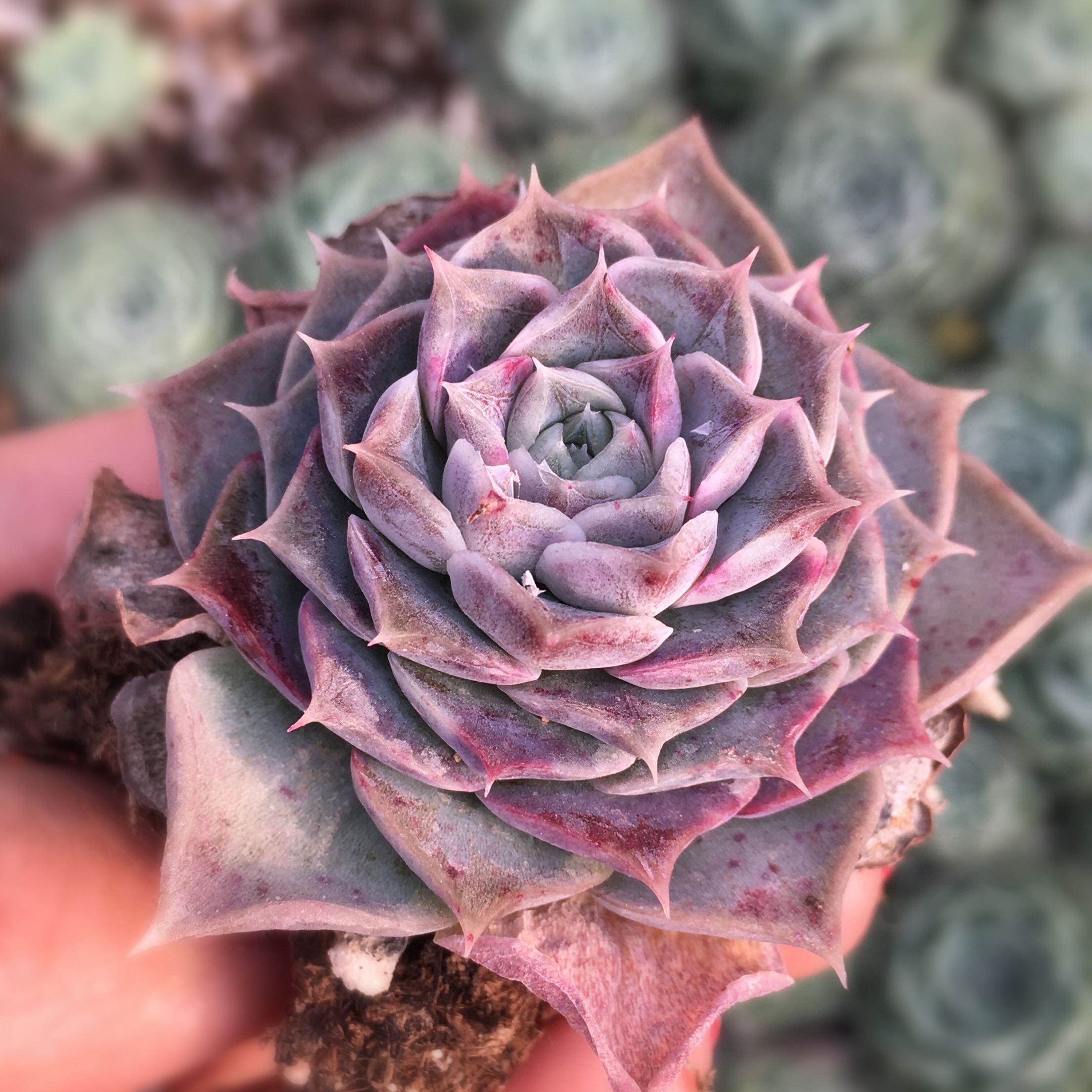 多肉植物 紫海 紫色系海琳娜 两个规格 精品肉肉满百包邮