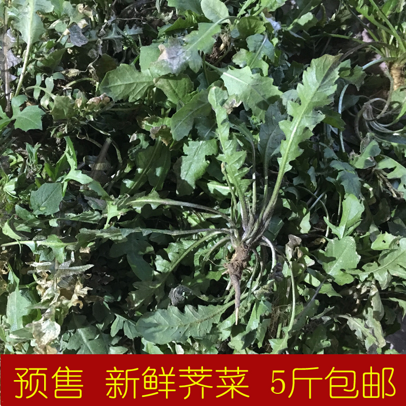 预售 新鲜荠菜 野生荠菜 新鲜蔬菜 地菜 野菜500g 5份