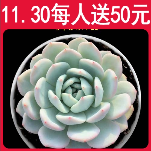 满包邮 多肉植物 芙蓉雪莲 花卉植物盆栽创意迷你绿植盆景B104