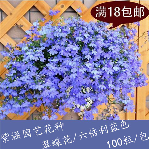 包邮 六倍利花种子 盆栽垂吊半边莲 翠蝶花种子蓝色 阳台吊兰花籽