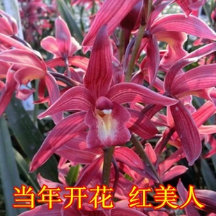 阳台室内植物花卉绿植盆栽 兰花苗墨兰红美人带花苞元旦春节开花