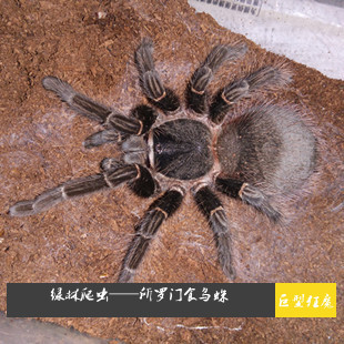 特惠巴西所罗门巨人食鸟蛛2-3cm,新手宠物蜘蛛,送饲养套      新品