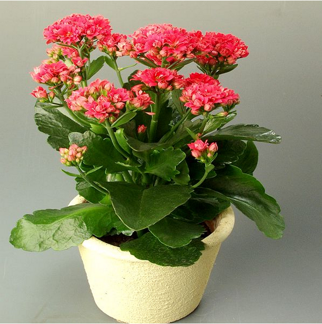 长寿花盆栽圣诞伽蓝菜室内花草植物 盆栽四季花卉盆栽花室内绿植