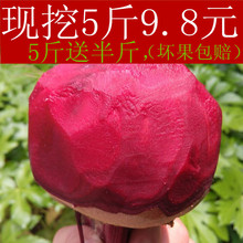新鲜甜菜根紫菜头红甜菜 蔬菜红菜头农产品 现挖5斤2017年益顺康
