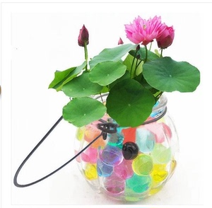 【水生植物花盆】最新淘宝网水生植物花盆优惠