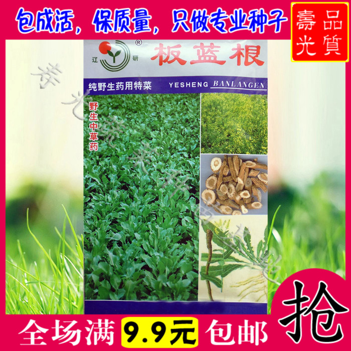 保健中药种子 板蓝根种子 板兰根大青叶蔬菜种子 蔬菜籽