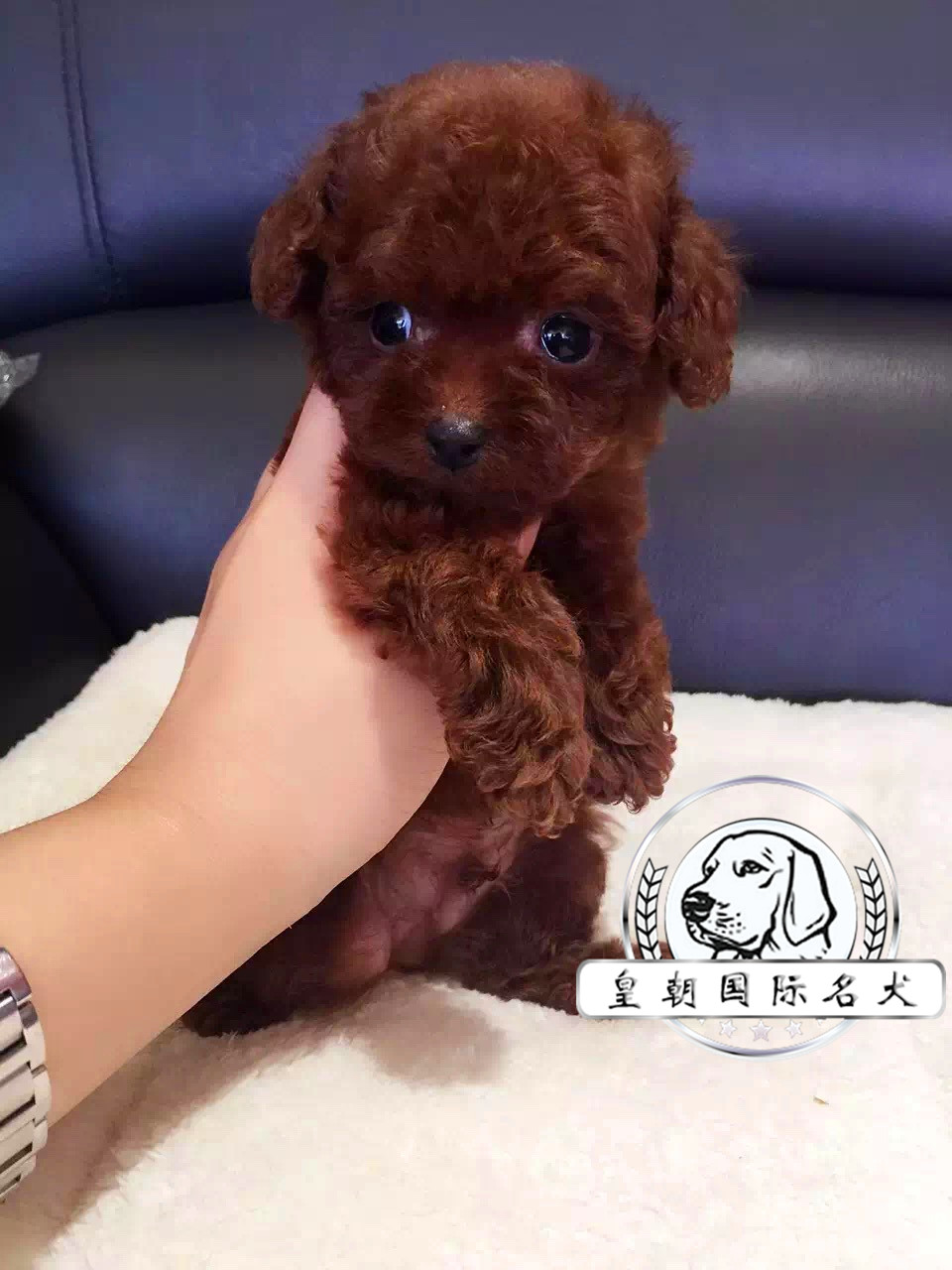 正品[泰迪熊1080p种子]种子搜索神器评测 我的