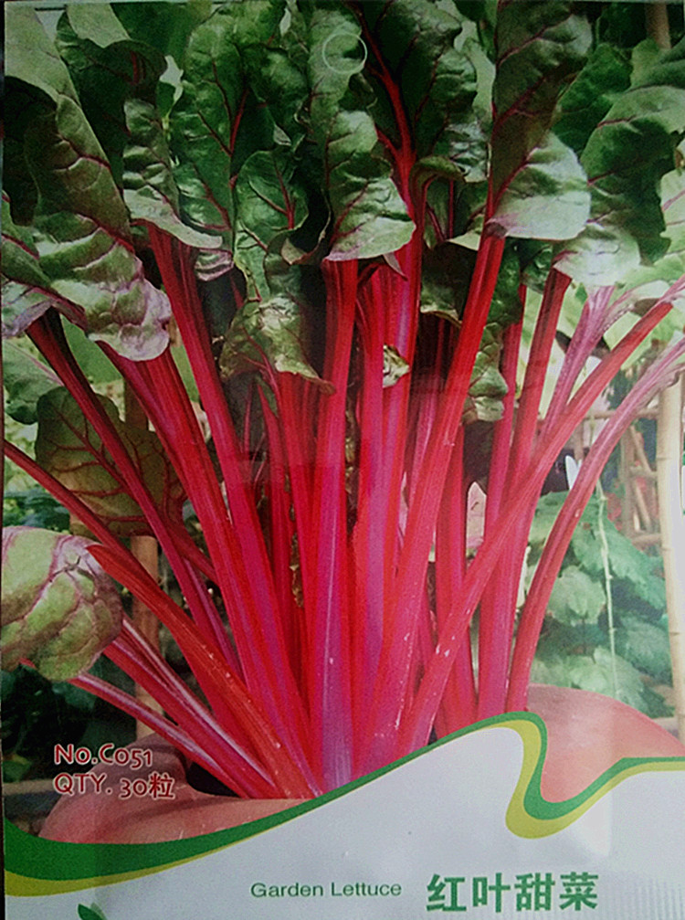 10元起包邮 红叶甜菜种子 紫梗菜紫梗根达菜 补血莙荙菜牛皮菜
