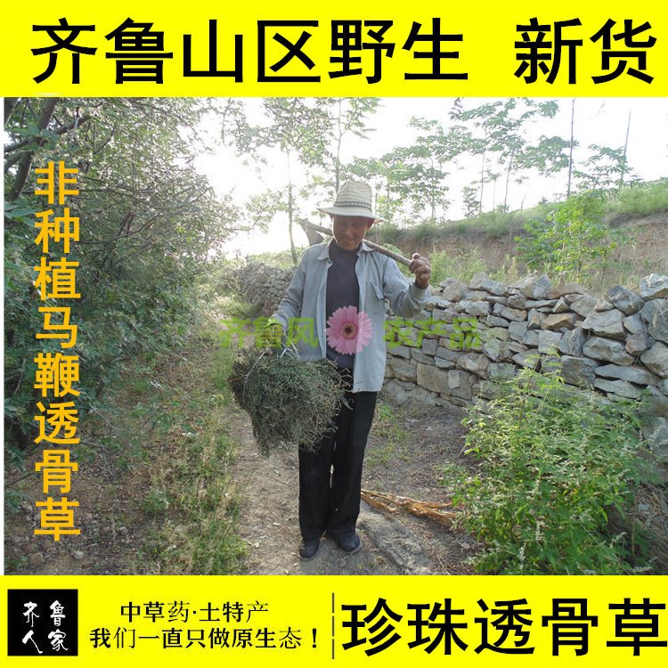 100%保真 野生特级透骨草 珍珠透骨草 脂溢性脱发 除湿关节痛250g