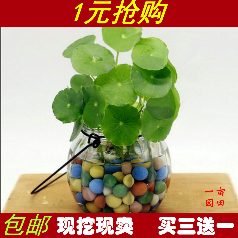 桌面水培植物 铜钱草套装 有氧盆栽 金钱草 防辐射净化空气