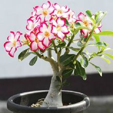 四季开花玫瑰花当年开花沙漠玫瑰種子 盆栽花沙漠玫瑰