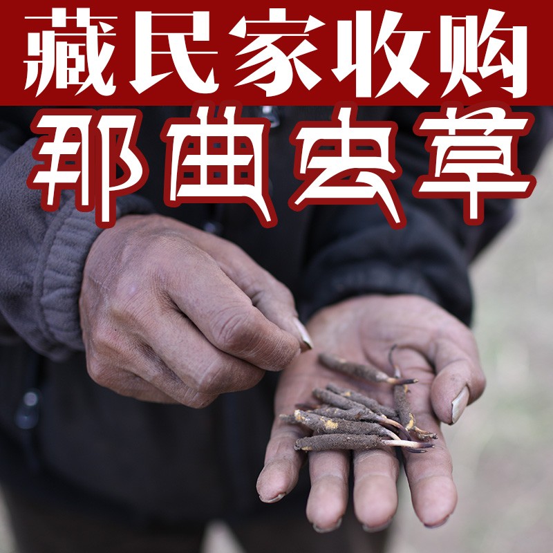 西藏 新鲜冬虫夏草 0.3g/根-1g/根 西藏那曲野生虫草 20根包邮