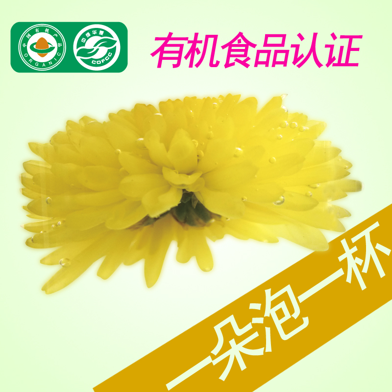 朵云清祥菊 一朵一杯大菊花 大朵黄菊花茶 有机认证 厂家直供包邮