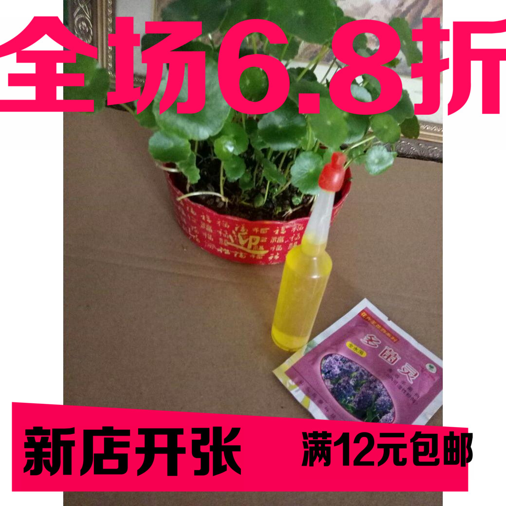 特价盆栽铜钱草 金钱草 水培植物花卉 室内办公室植物.套装更划算