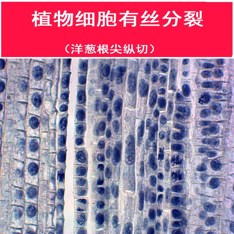 43209植物细胞有丝分裂 洋葱根尖纵切 教学仪器石蜡显微永久玻片