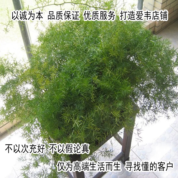 盆栽花卉天门冬很好的药材(绿植花卉、盆栽植物室内净化空气)包邮