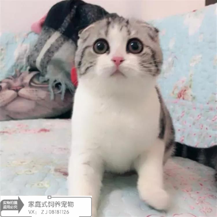 宠物小猫咪纯种美国短毛猫美短加白起司折耳猫活体幼猫幼崽出售