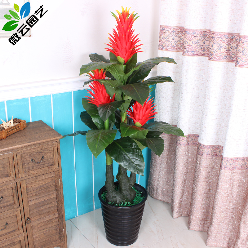 正品[鸿运当头盆栽]盆栽鸿运当头怎么养评测 鸿