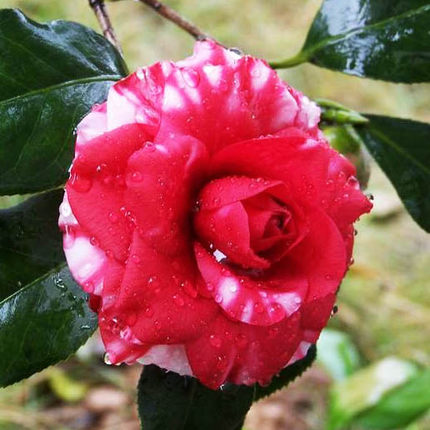 正品[茶花2304]2304评测 2304是谁的平方图片