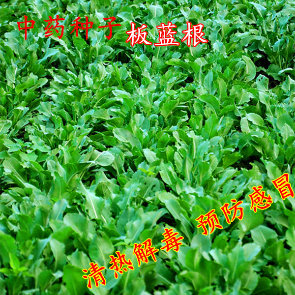 【板蓝根种子】大青叶种子保健中药种子盆栽中药药食兼用原装40粒
