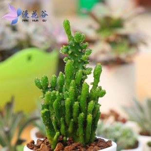 净化空气 办公净化空气防辐射微盆景绿植盆栽 多肉植物摇钱树招财手