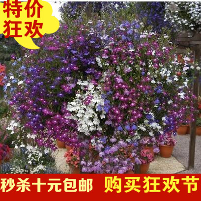包邮 低价 六倍利种子 垂吊半边莲 翠蝶花蓝色 阳台吊兰花种子籽
