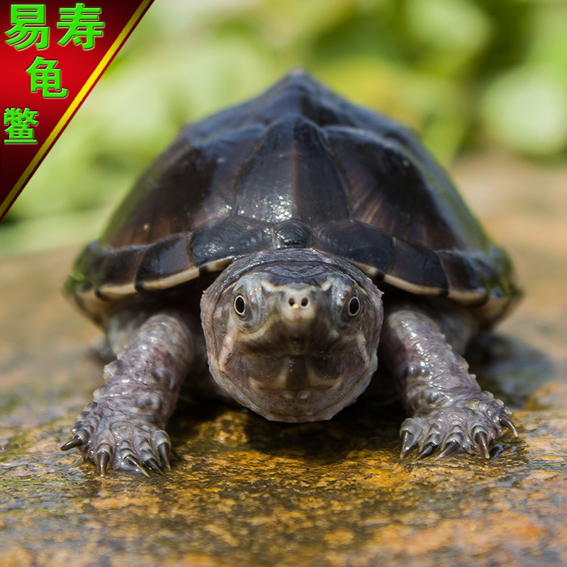 迷你麝香龟_特价|包邮_麝香龟大,窄桥麝香龟 机