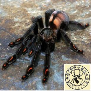 巴西所罗门蜘蛛捕鸟蛛宠物蜘蛛活体另类宠物幼体1-2cm送饲养8件套