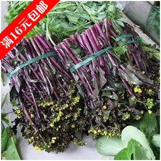 红菜苔种子 阳台蔬菜种子 金品十月红菜苔 补血益肾 提神健胃