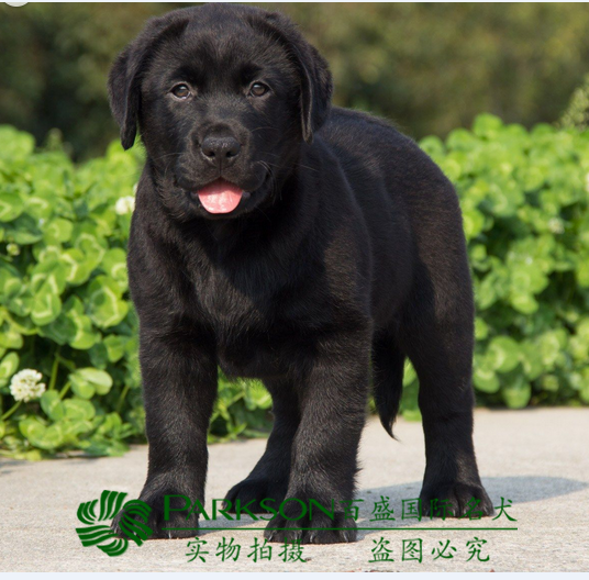 企业店铺出售纯种拉布拉多犬幼犬赛级血统黑色导盲犬活体宠物狗